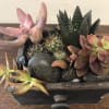 Succulents are the newest trend in flowers- and offers an easy-care, different