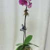 The Single Stem Phalaenopsis Orchid Plant showcases the elegance and grace of
