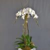 Elevate the beauty of your living space with our exquisite Phalaenopsis Orchids.
