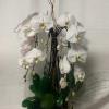 Elevate the beauty of your living space with our exquisite Phalaenopsis Orchids.