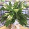 Spathiphyllum Plant in a White urn 
Crystal cross not included