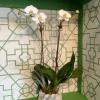 An elegant ceramic container with two beautiful phalaenopsis orchid plants; decorated with