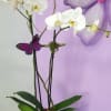 Beautiful orchid plant double stems.