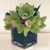 A clean and crisp petite arrangement featuring green cymbidium orchids in a