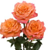Premium Free Spirit Orange Garden Rose. Is a beautiful Orange rose with
