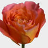 Premium Free Spirit Orange Garden Rose. Is a beautiful Orange rose with