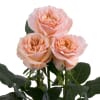 A truly unique rose, Shimmer is a beautiful light peach salmon color.