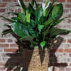 Large (36&quot;) classic Peace Lily presented in a woven sea grass basket
