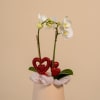 Forever Yours Orchid is a delicate yet striking arrangement that captures the