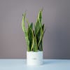 A clean &amp; minimal plant arrangement that features a towering snake plant