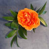 A uniquely vivid rose for a uniquely vivid night!