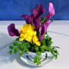 A mighty display in a tiny package! Yellow freesia and deep purple