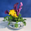 A mighty display in a tiny package! Yellow freesia and deep purple