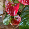 Red Anthurium Plant Dressed in a decorative container and Decorated with Branches