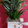 A cool mix of three tropical plants