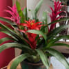A cool mix of three tropical plants
