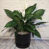 A potted 8&quot; peace lily in a large cameo container will make