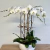 Bring a bit of the great outdoors inside with this gorgeous orchid