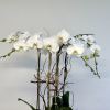 Bring a bit of the great outdoors inside with this gorgeous orchid
