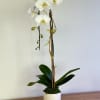 A beautiful and classic single-stem white orchid. Perfect for all occasions, bring