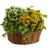 Now here&#039;s a low-maintenance relationship everyone loves! Potted kalanchoe plants are flowering