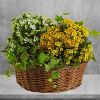 Now here&#039;s a low-maintenance relationship everyone loves! Potted kalanchoe plants are flowering