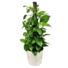 Also known as Devil&#039;s Ivy. This plant is easy to care for