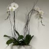 Single or Double Stem orchid in a ceramic or metal container. 