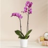 The epitome of elegance, our purple Phalaenopsis orchid features two tall, graceful