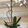 Orchid plant (Select) single stem arranged in a ceramic container.

