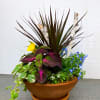 The perfect porch planter! Included is a mixture of  part-shade annuals