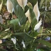 Peace Lily  (Reg)

