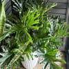 Philodendron Lickety Split is an interesting plant for interior decorating. This Philodendron