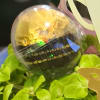 Extra beautiful high end expensive orchids, sunflowers, with peony and hydrangeas with