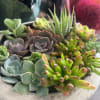 Mixture of succulents in ceramic container