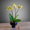 Charming Phalaenopsis Orchid