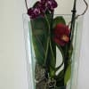 Glass container Elegantly and modern with one of the most beautiful exotic