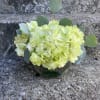 This arrangement has hydrangeas with silver dollar eucalyptus in a 6 inch