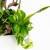 Liven any space with a beautiful melody of house plants. Plants such