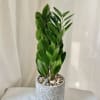 Limited availability! 
This Zanzibar Gem &quot;ZZ Plant&quot; is placed ina gorgeous stone