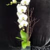 Cascading snow fall with birch design in ceramic.