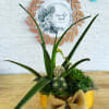 Plants and succulents also fill your home with peace and harmony. It&#039;s