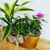 Plants and succulents also fill your home with peace and harmony. It