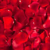 Elevate any occasion with our premium rose petals from Bosmat Flowers. Perfect