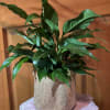 Lovely, easy to care for plant in our choice of a yellow