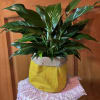 Lovely, easy to care for plant in our choice of a yellow