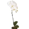 The blooming Phalaenopsis Orchid is available in several colors with a satin