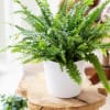 Boston Fern, with black or white container

One of NASA&#039;s verified air purifying