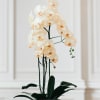 Look closely and you just might see butterflies. This easy-to-please two-stem Orchid