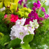 If you&rsquo;re looking for the perfect pick-me-up, this arrangement is it! Our